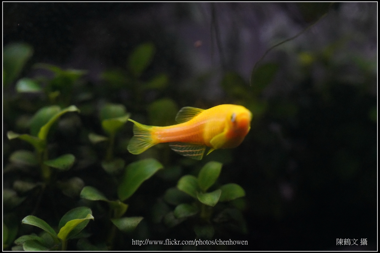 螢光斑馬魚_0203_Fluorescent Zebrafish.jpg