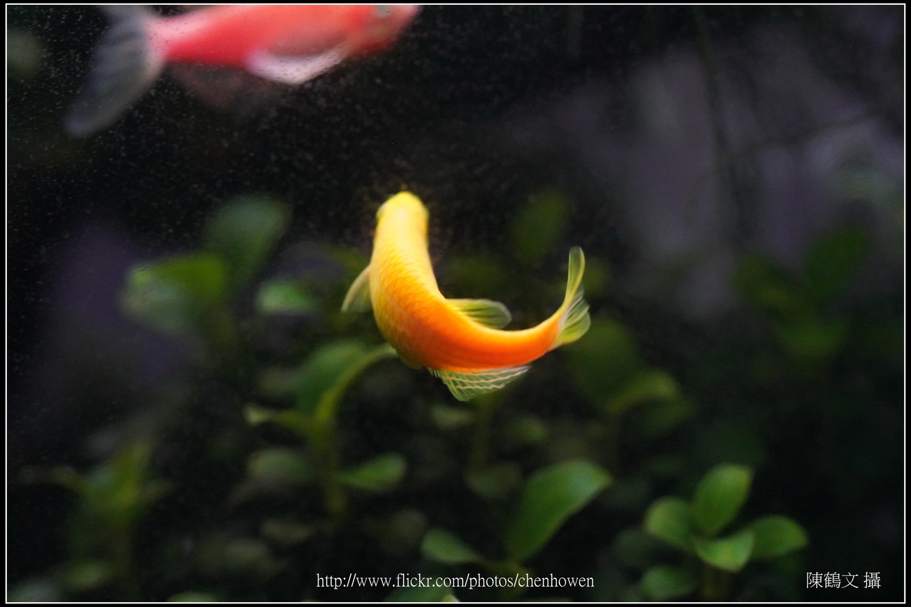 螢光斑馬魚_0206_Fluorescent Zebrafish.jpg