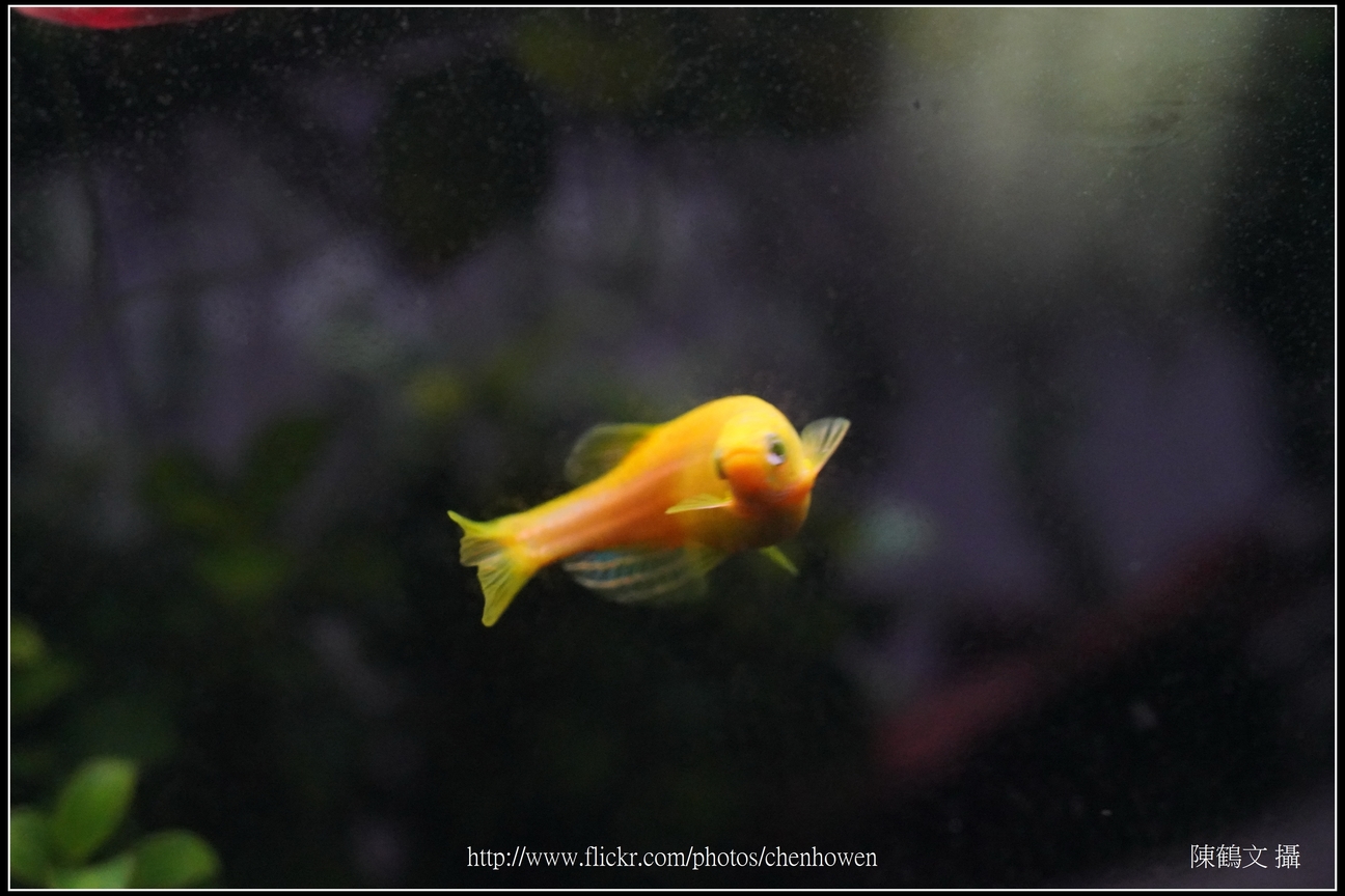 螢光斑馬魚_0205_Fluorescent Zebrafish.jpg