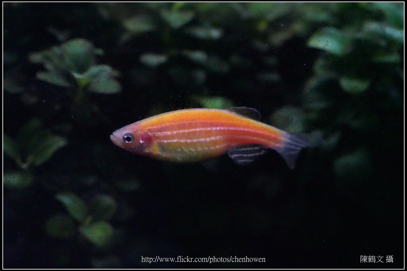 螢光斑馬魚_0259_Fluorescent Zebrafish.jpg