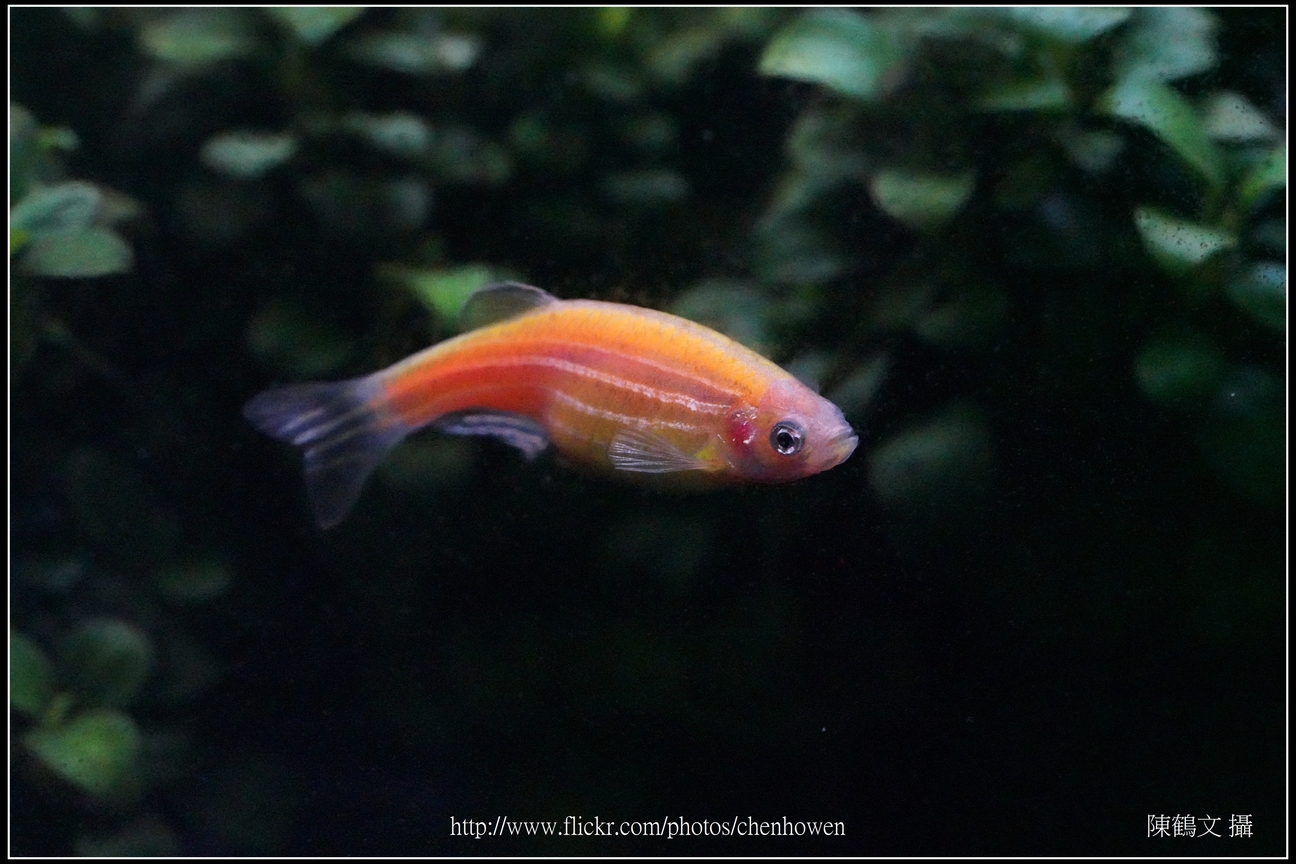 螢光斑馬魚_0258_Fluorescent Zebrafish.jpg