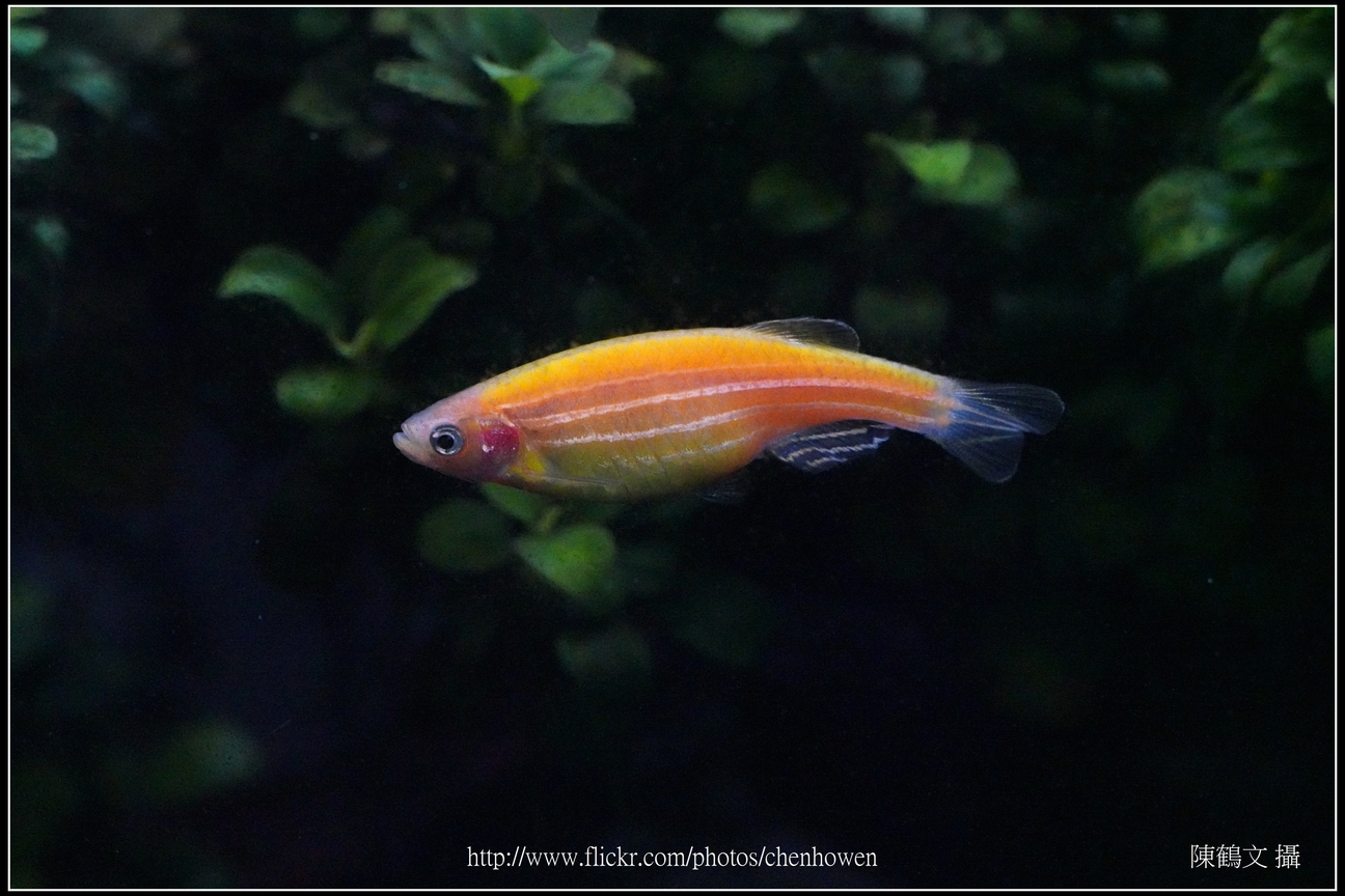 螢光斑馬魚_0250_Fluorescent Zebrafish.jpg