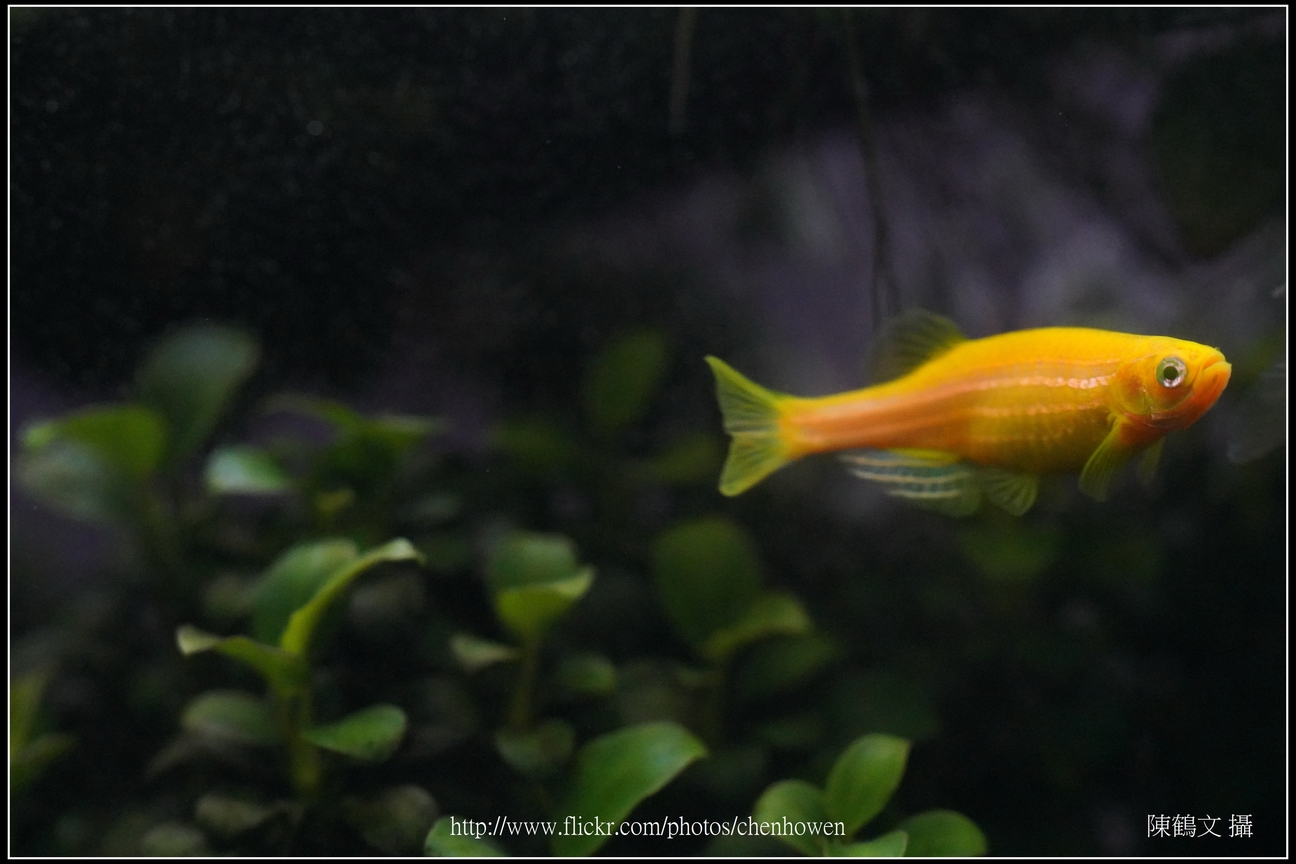 螢光斑馬魚_0208_Fluorescent Zebrafish.jpg
