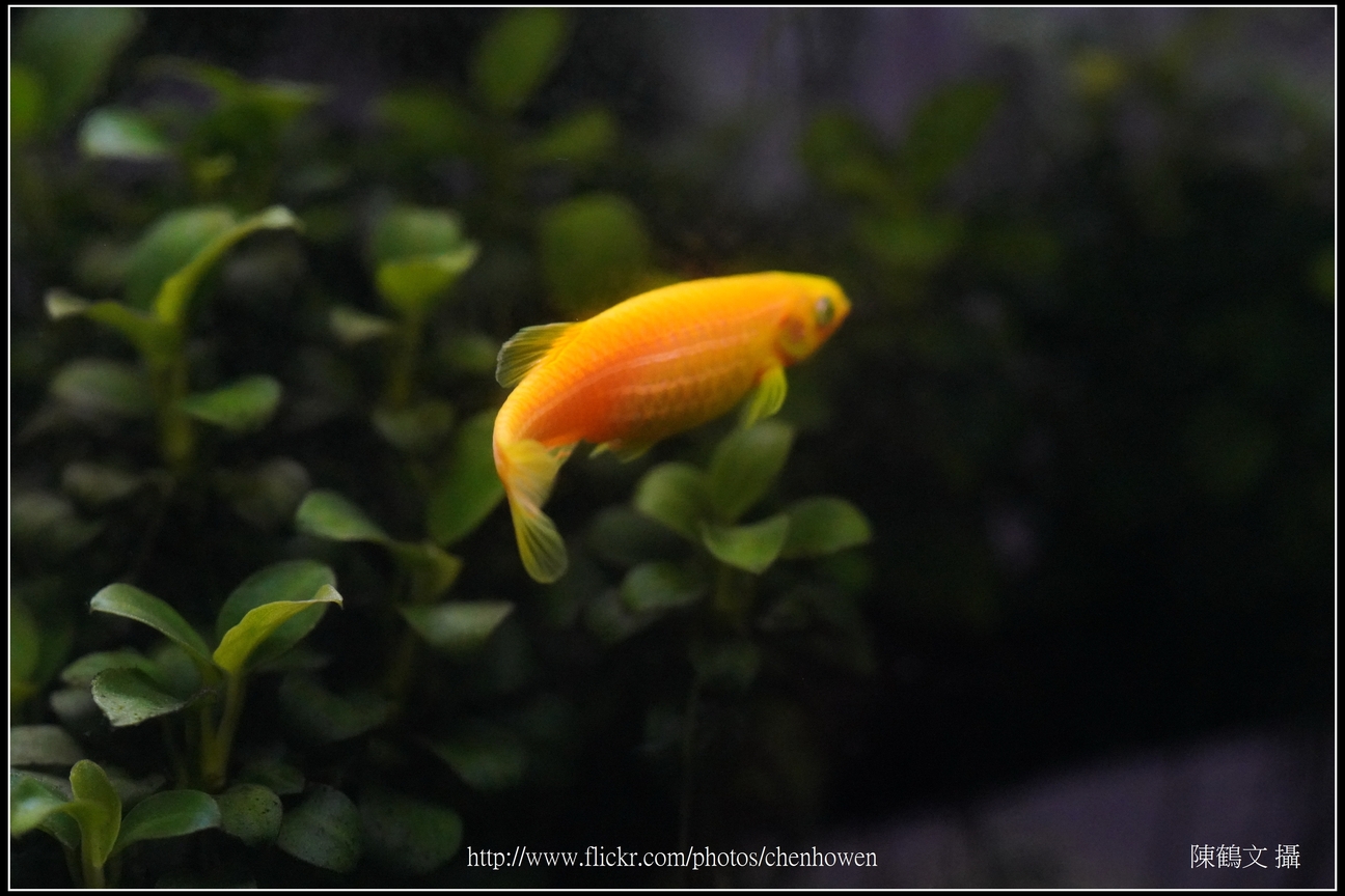 螢光斑馬魚_0207_Fluorescent Zebrafish.jpg