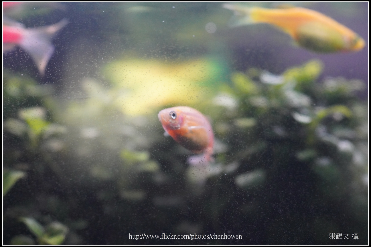 螢光斑馬魚_0209_Fluorescent Zebrafish.jpg
