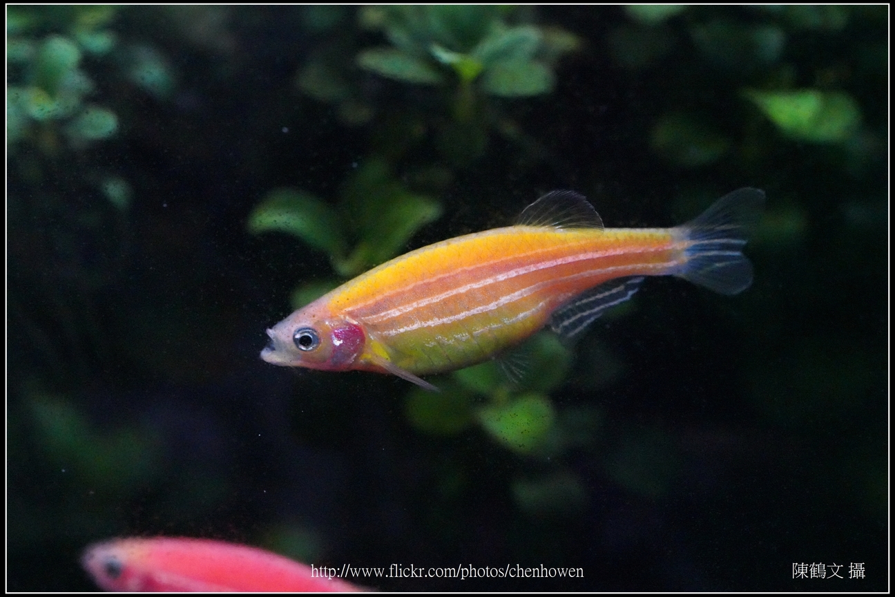 螢光斑馬魚_0231_Fluorescent Zebrafish.jpg
