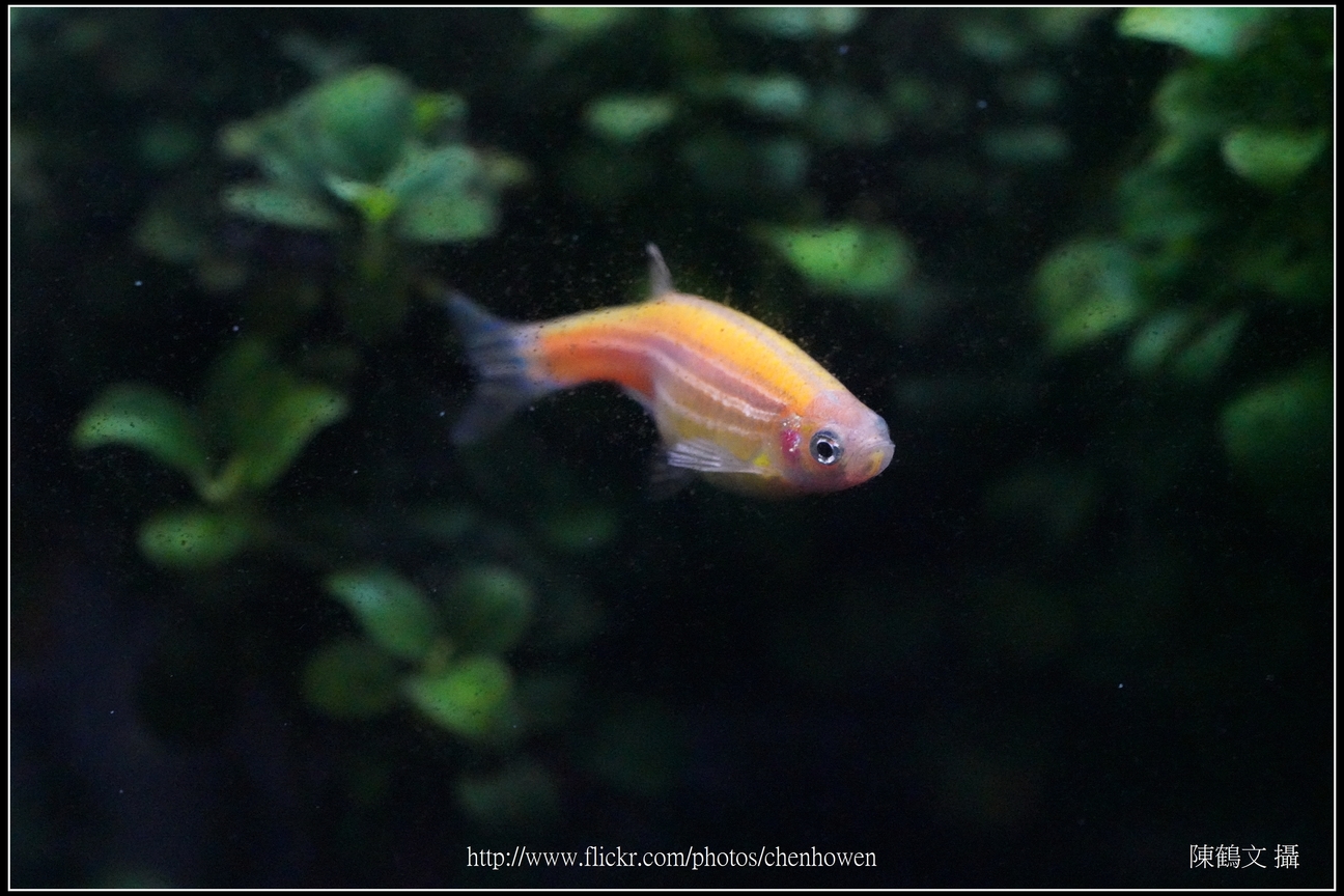 螢光斑馬魚_0230_Fluorescent Zebrafish.jpg