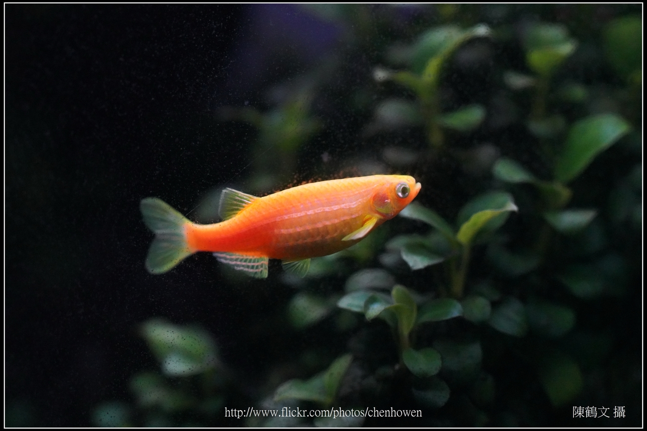 螢光斑馬魚_0212_Fluorescent Zebrafish.jpg