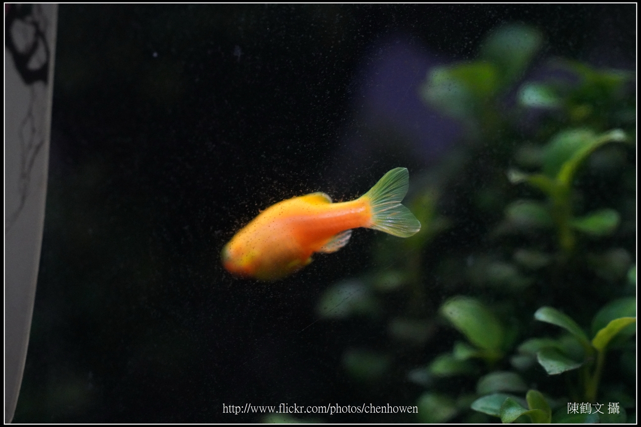 螢光斑馬魚_0211_Fluorescent Zebrafish.jpg