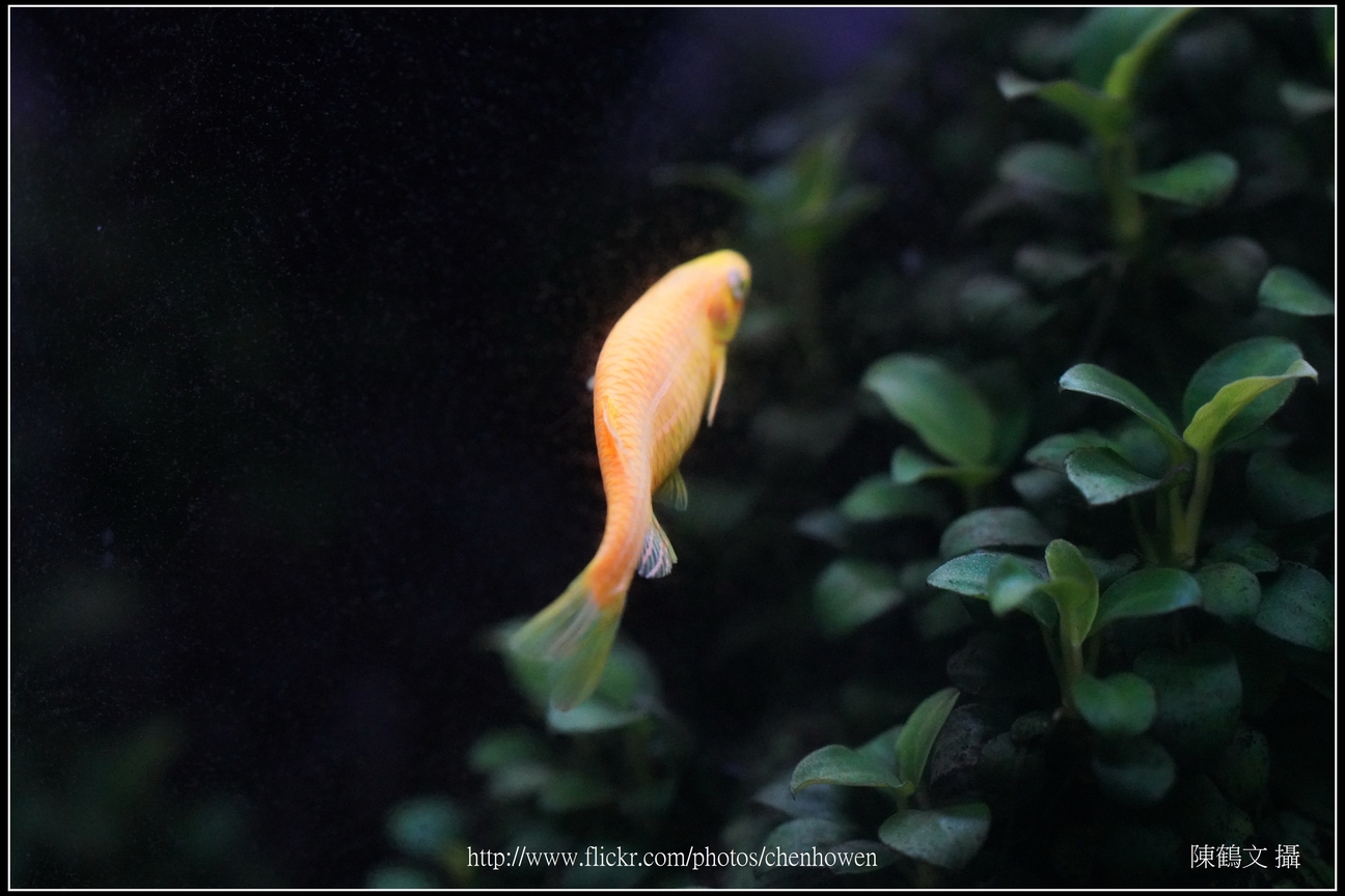 螢光斑馬魚_0218_Fluorescent Zebrafish.jpg