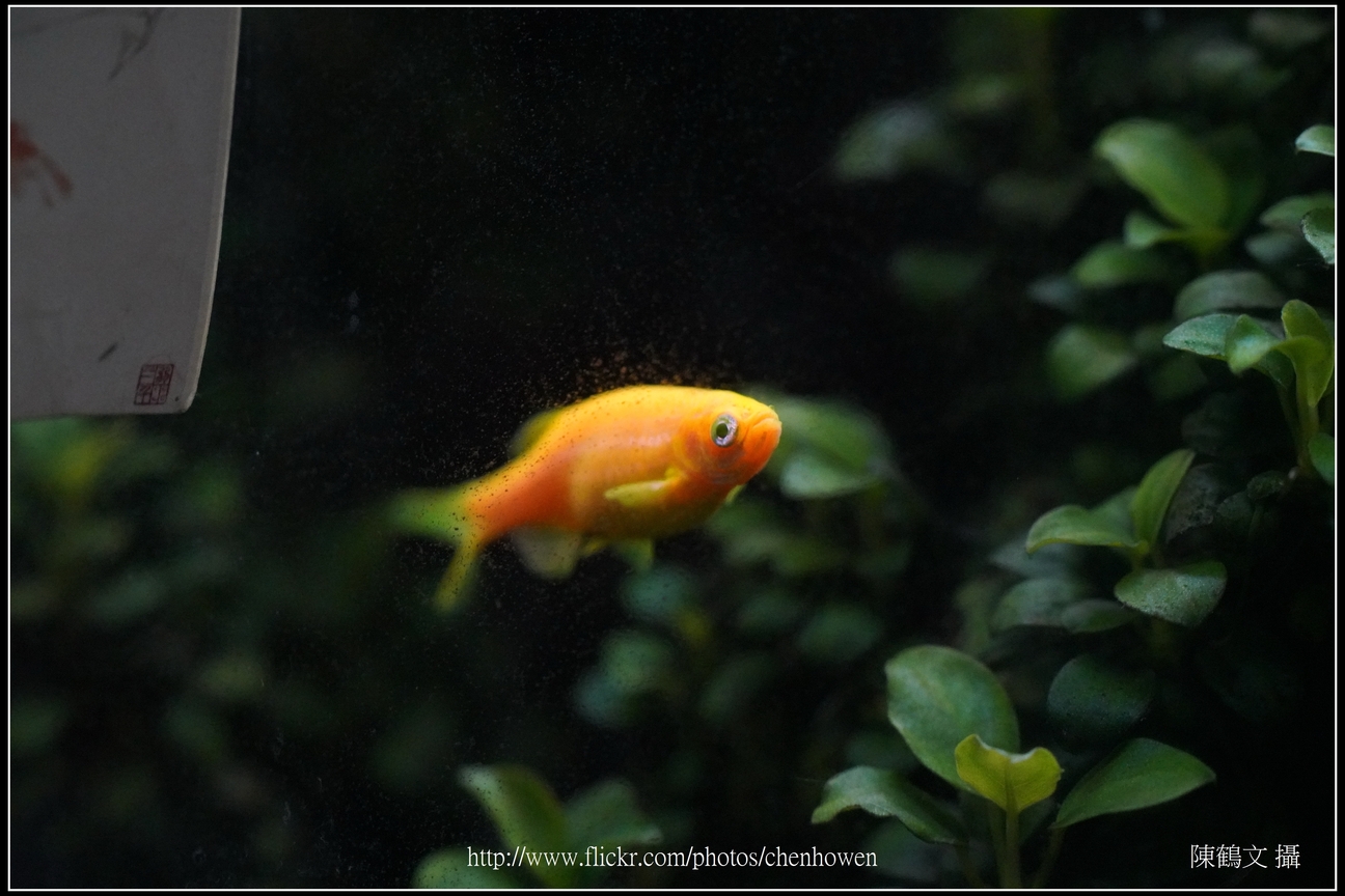 螢光斑馬魚_0217_Fluorescent Zebrafish.jpg