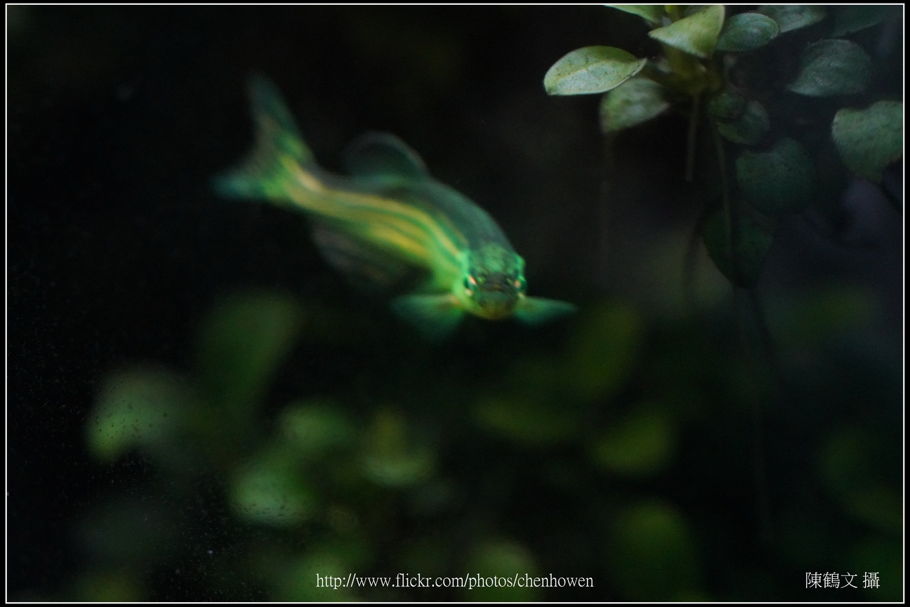 螢光斑馬魚_0219_Fluorescent Zebrafish.jpg