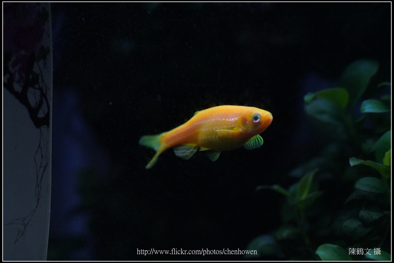 螢光斑馬魚_0184_Fluorescent Zebrafish.jpg