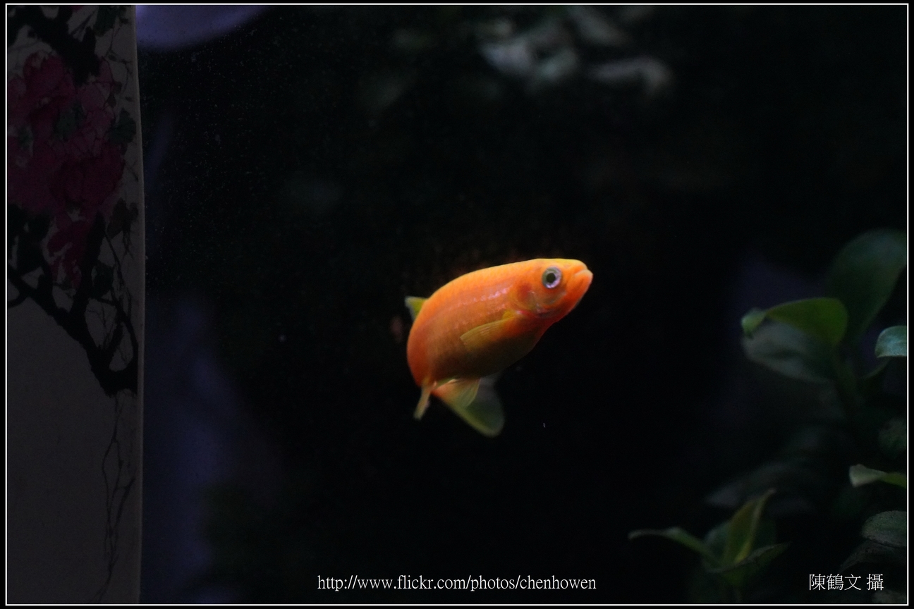 螢光斑馬魚_0183_Fluorescent Zebrafish.jpg