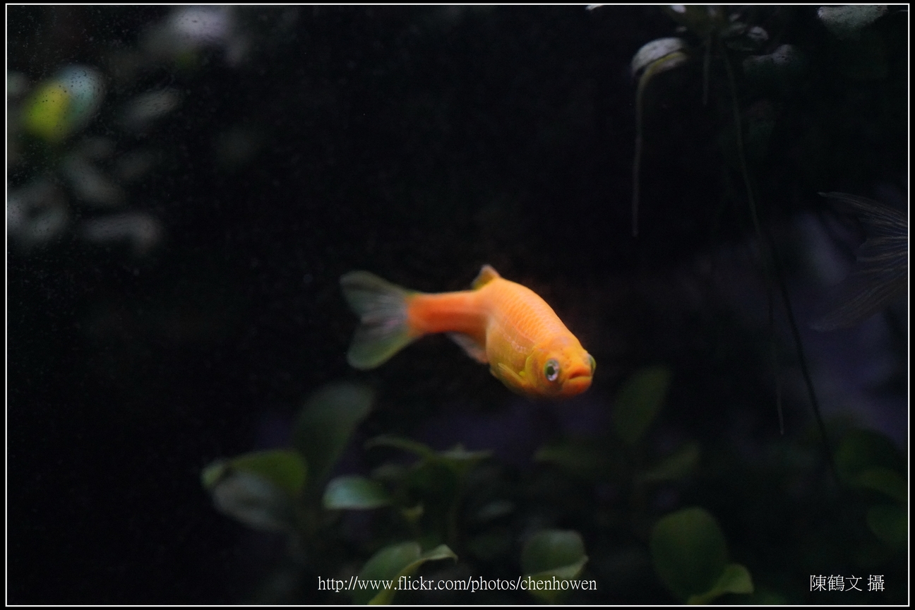 螢光斑馬魚_0186_Fluorescent Zebrafish.jpg