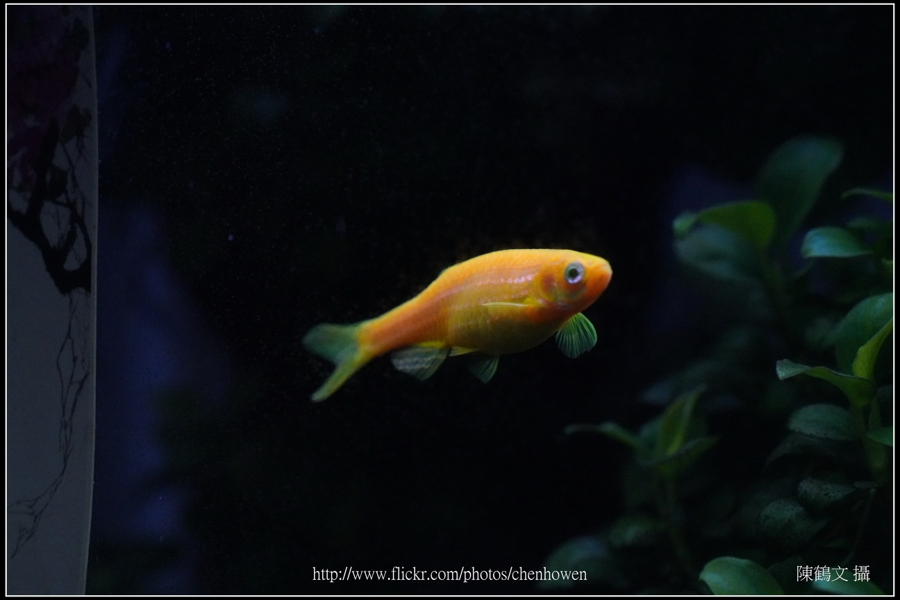 螢光斑馬魚_0185_Fluorescent Zebrafish.jpg