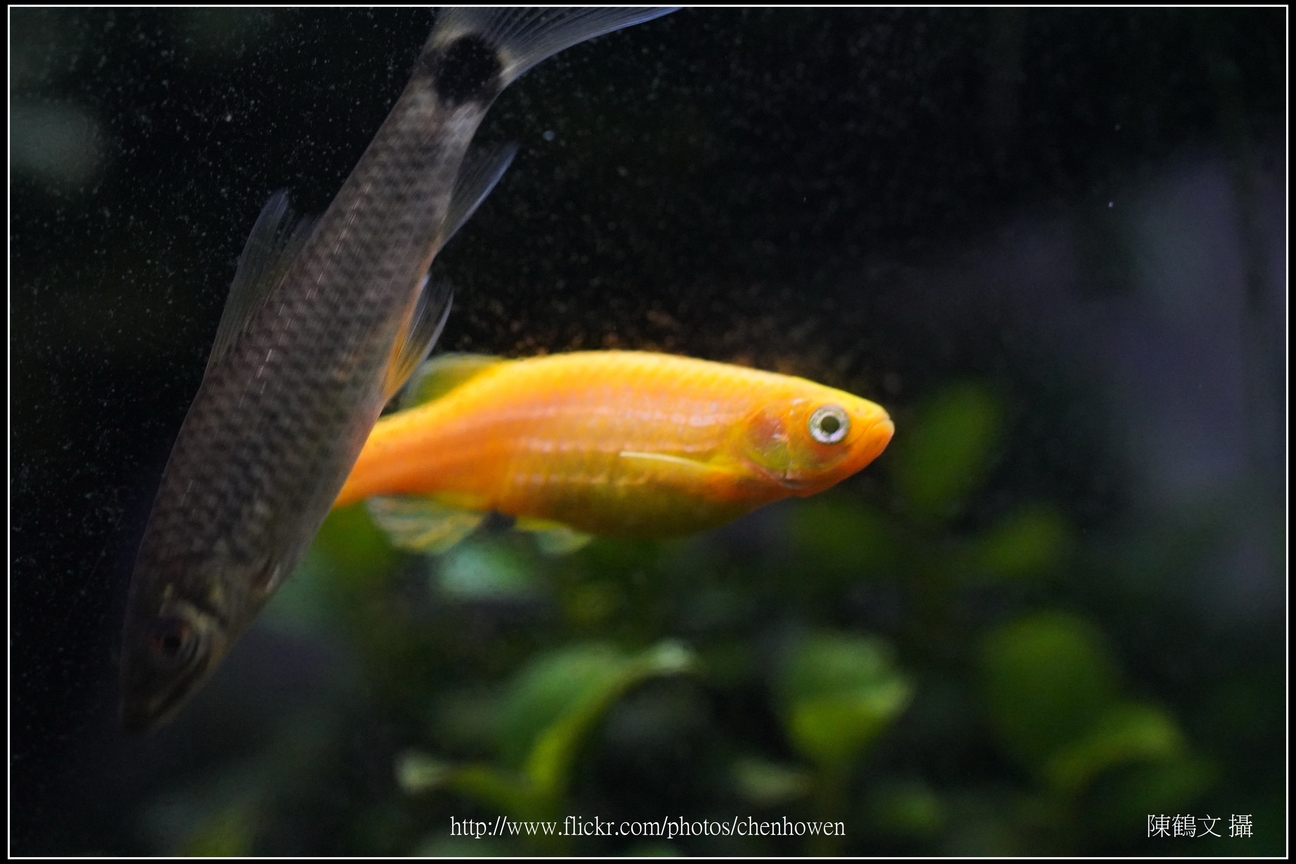 螢光斑馬魚_0382_Fluorescent Zebrafish.jpg