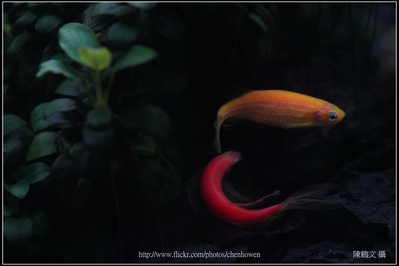 螢光斑馬魚_0368_Fluorescent Zebrafish.jpg