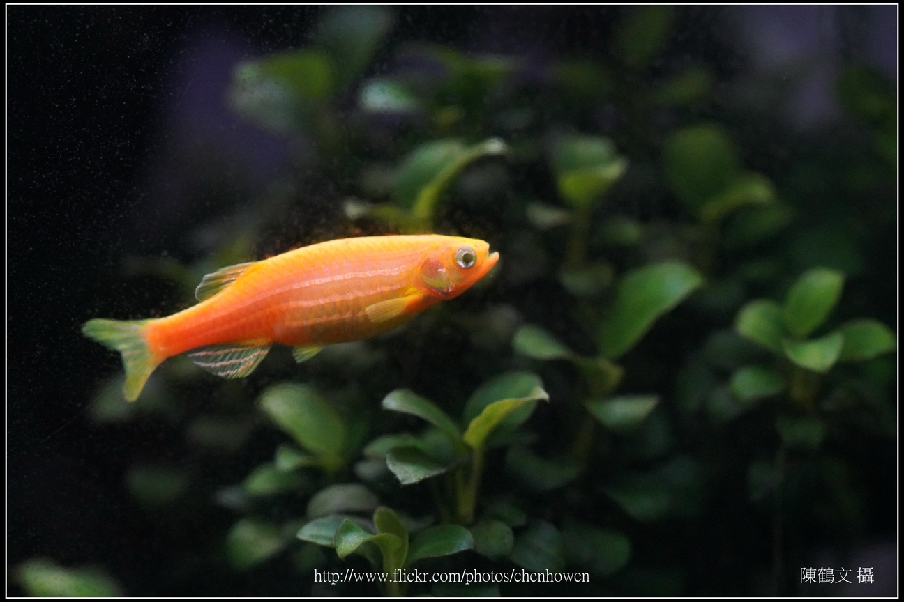 螢光斑馬魚_0377_Fluorescent Zebrafish.jpg