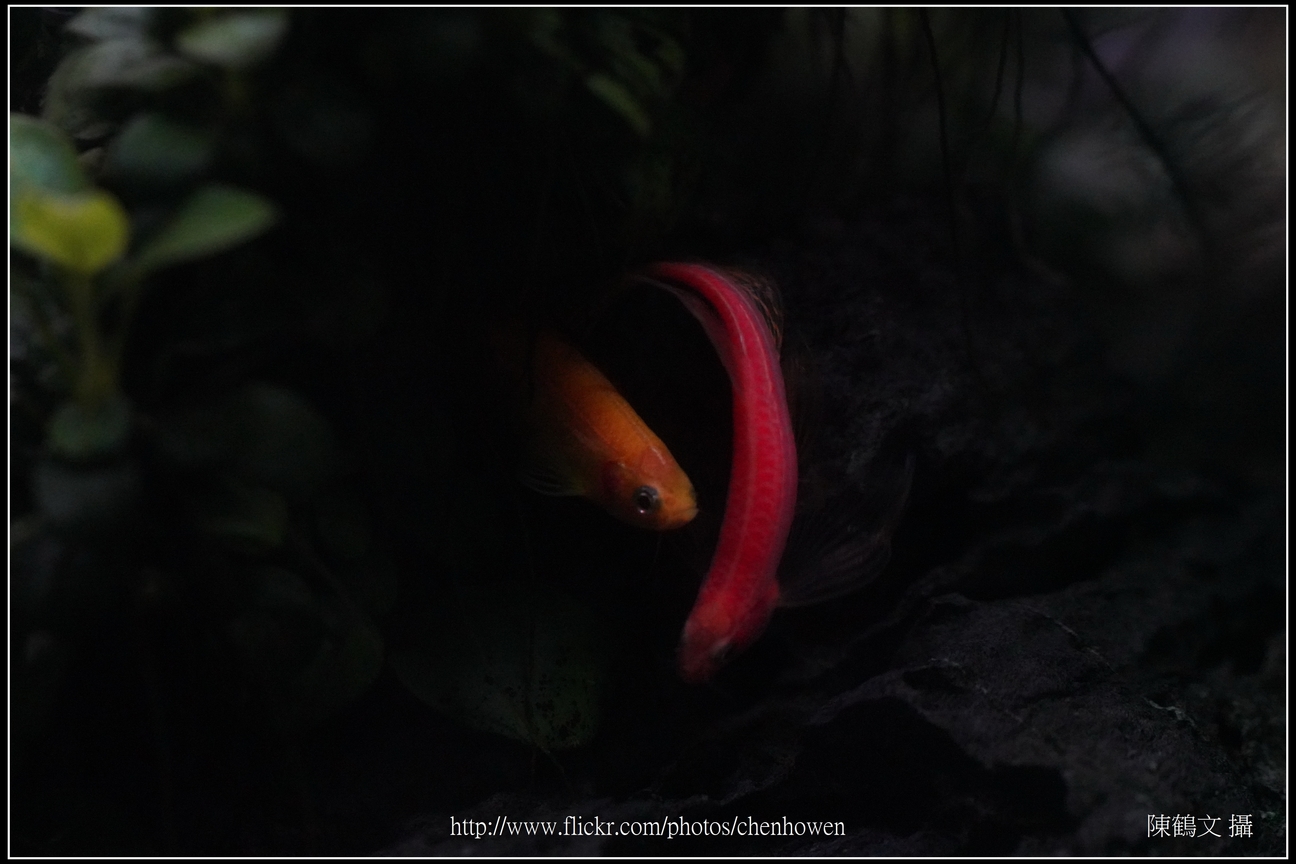 螢光斑馬魚_0369_Fluorescent Zebrafish.jpg