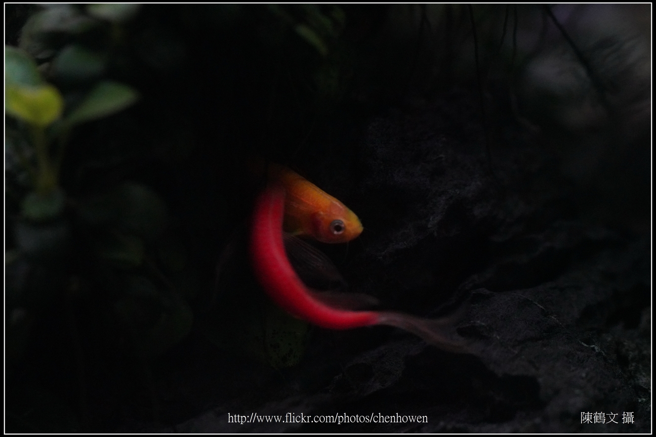 螢光斑馬魚_0372_Fluorescent Zebrafish.jpg
