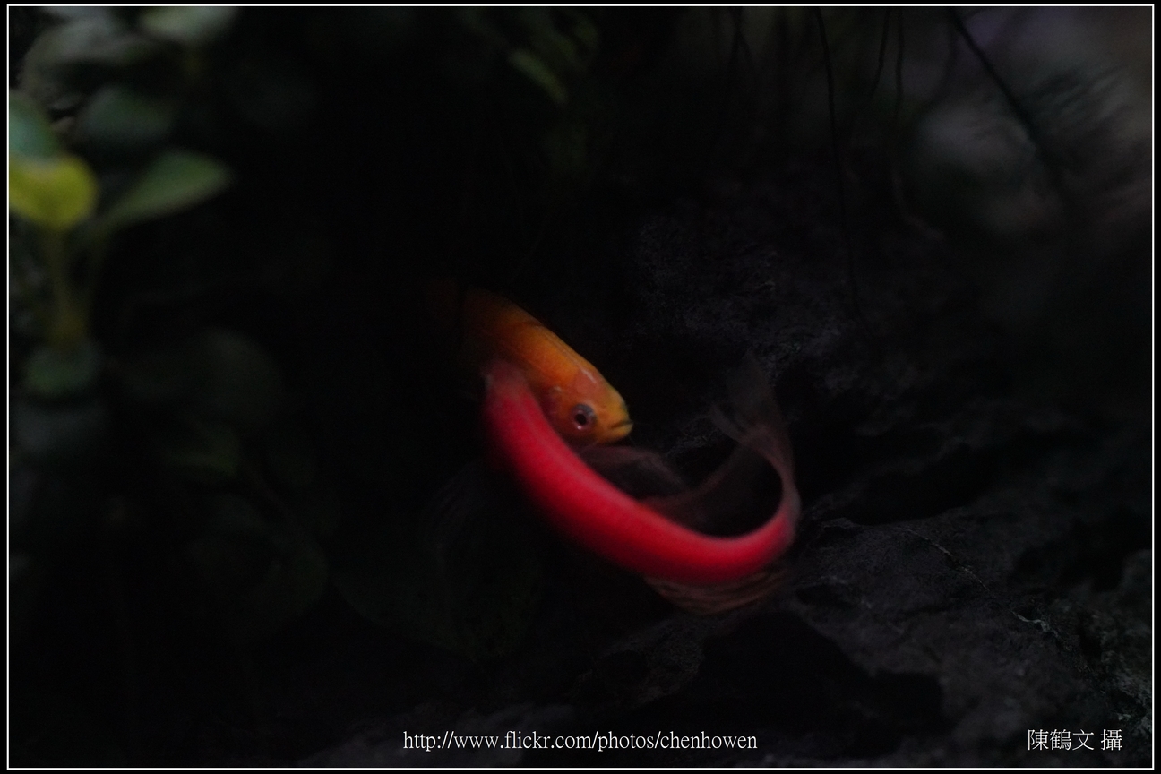 螢光斑馬魚_0371_Fluorescent Zebrafish.jpg