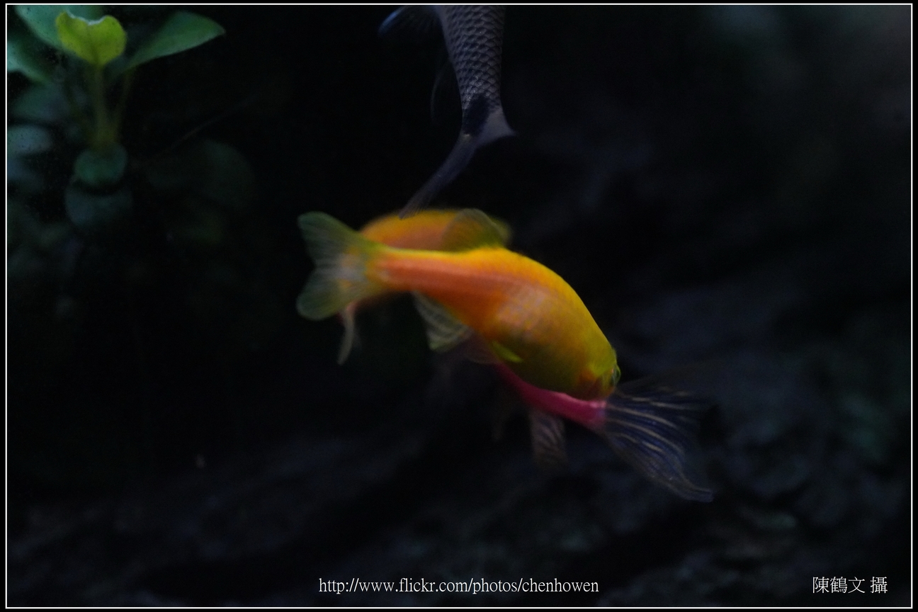 螢光斑馬魚_0374_Fluorescent Zebrafish.jpg