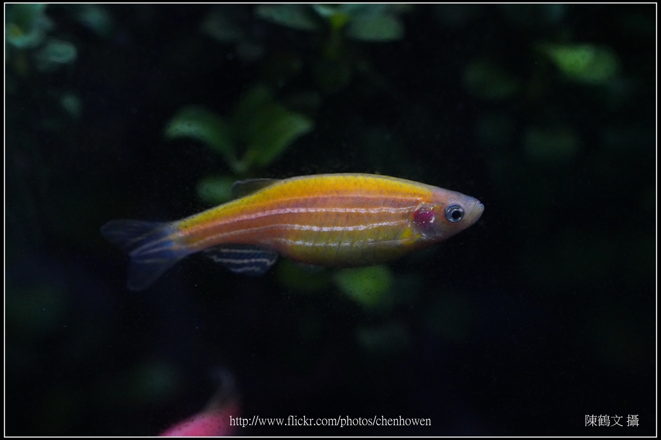 螢光斑馬魚_0264_Fluorescent Zebrafish.jpg