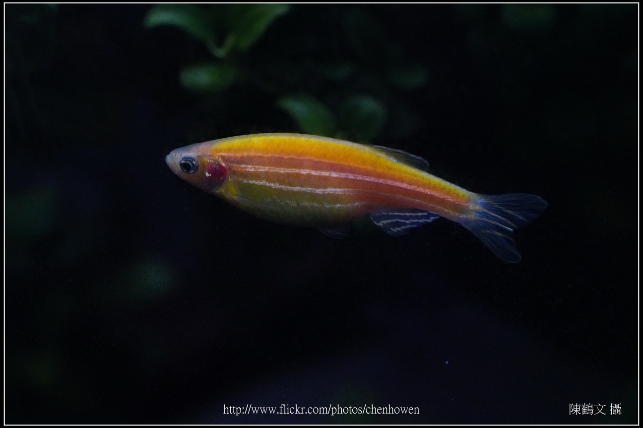 螢光斑馬魚_0263_Fluorescent Zebrafish.jpg