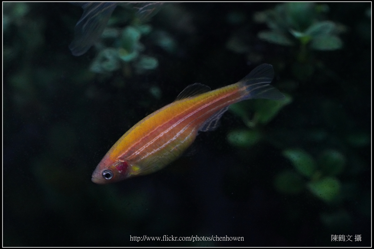 螢光斑馬魚_0266_Fluorescent Zebrafish.jpg