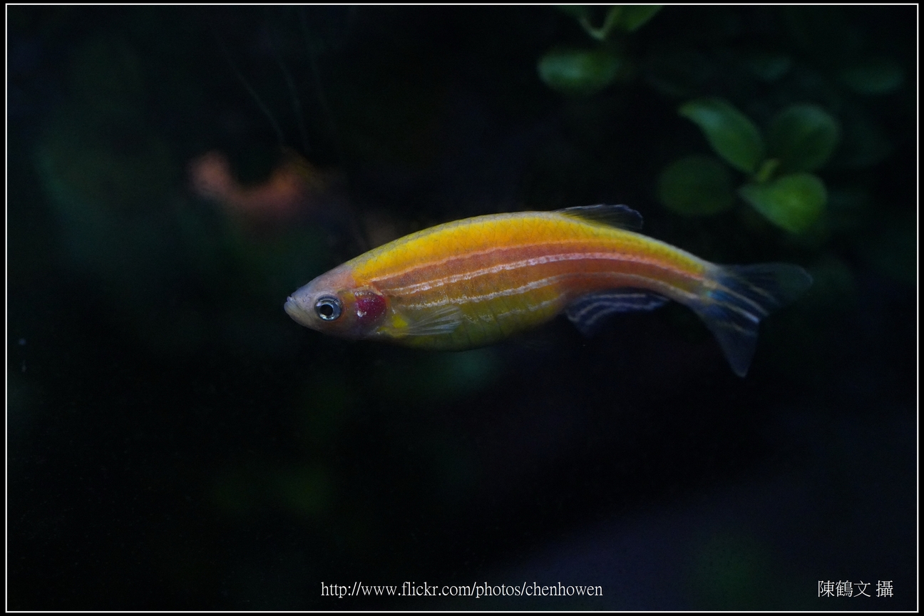 螢光斑馬魚_0265_Fluorescent Zebrafish.jpg