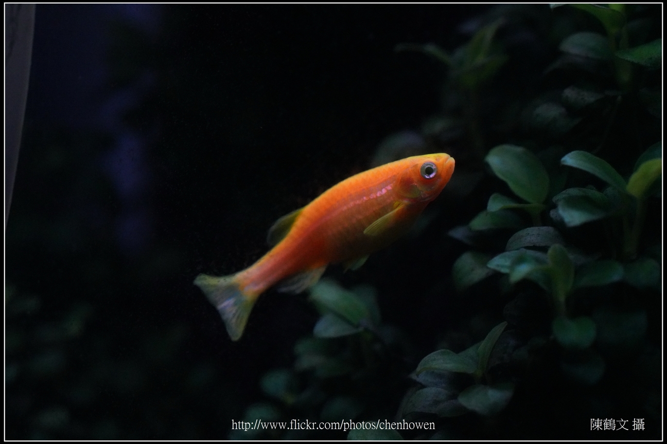 螢光斑馬魚_0273_Fluorescent Zebrafish.jpg
