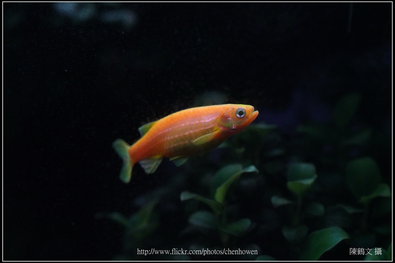 螢光斑馬魚_0275_Fluorescent Zebrafish.jpg