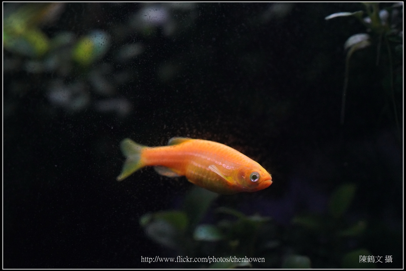 螢光斑馬魚_0274_Fluorescent Zebrafish.jpg