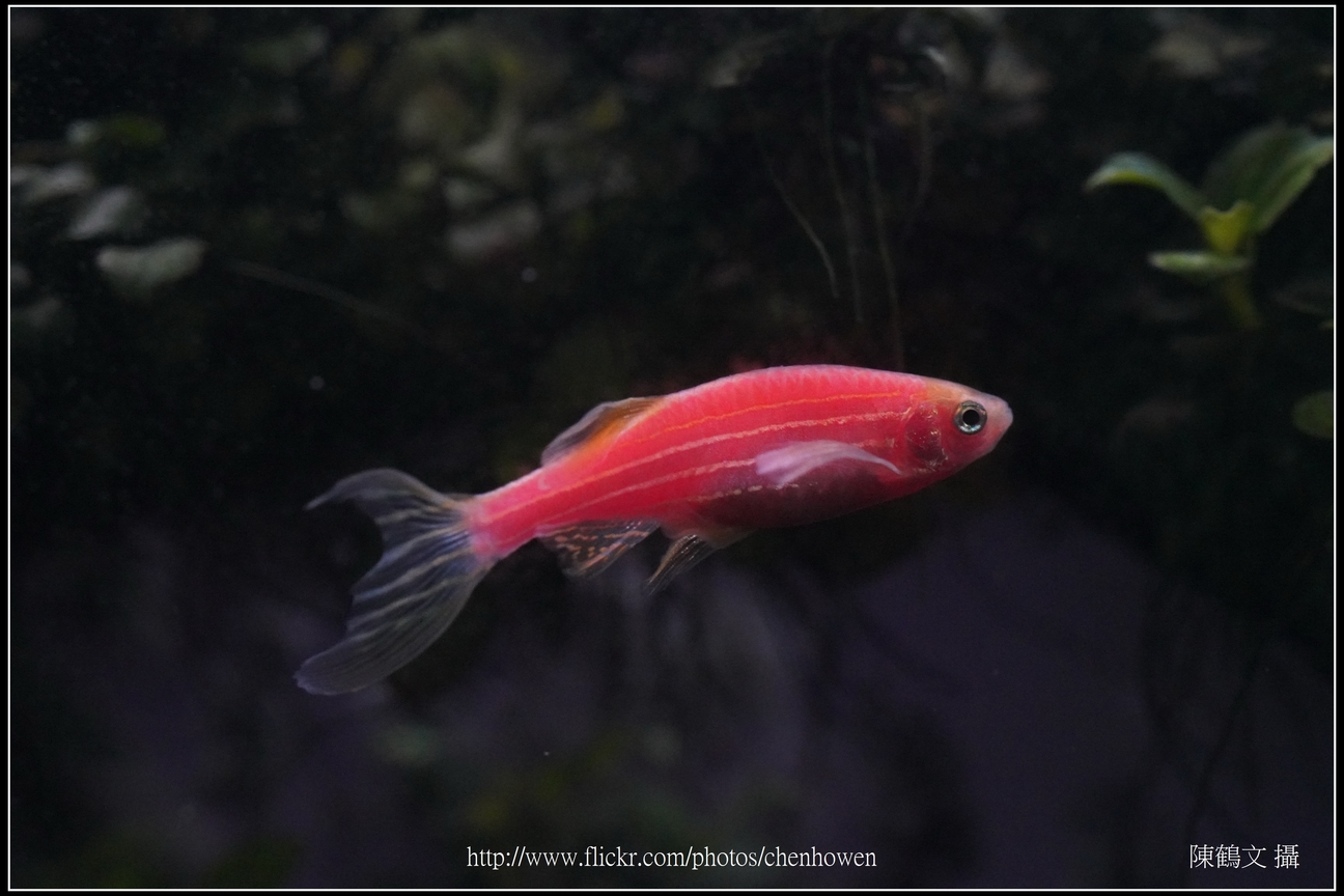 螢光斑馬魚_0277_Fluorescent Zebrafish.jpg