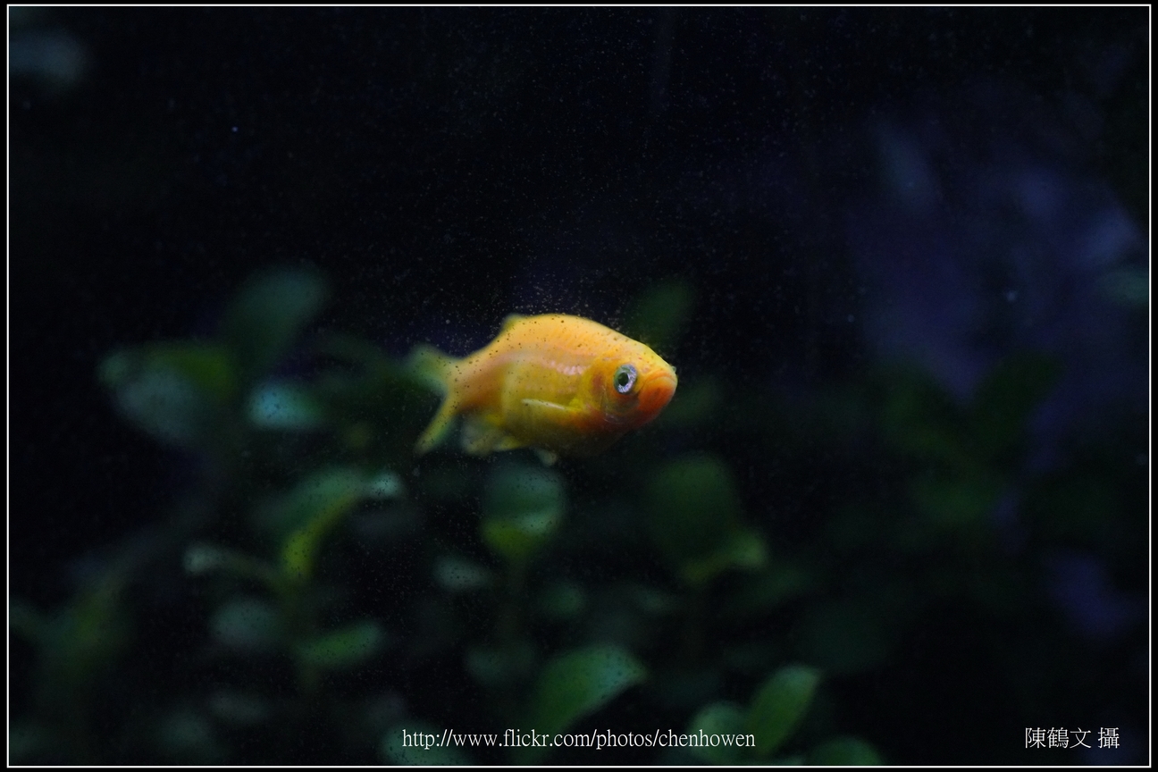 螢光斑馬魚_0276_Fluorescent Zebrafish.jpg