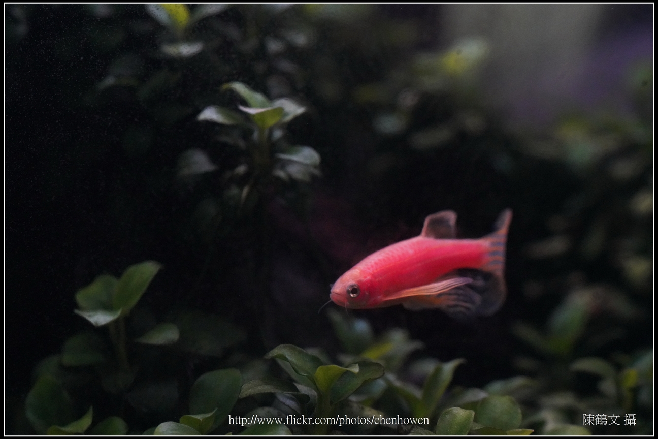 螢光斑馬魚_0270_Fluorescent Zebrafish.jpg