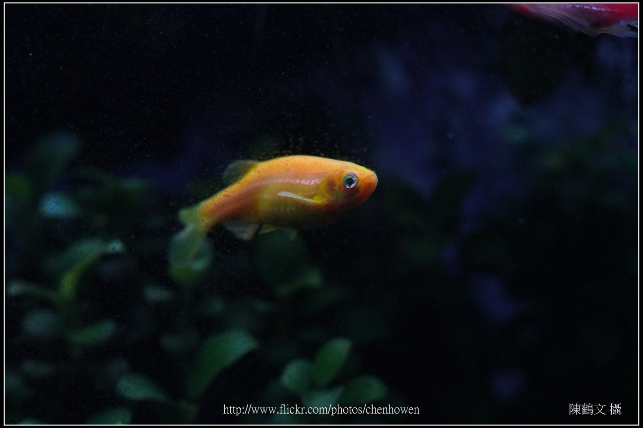 螢光斑馬魚_0272_Fluorescent Zebrafish.jpg
