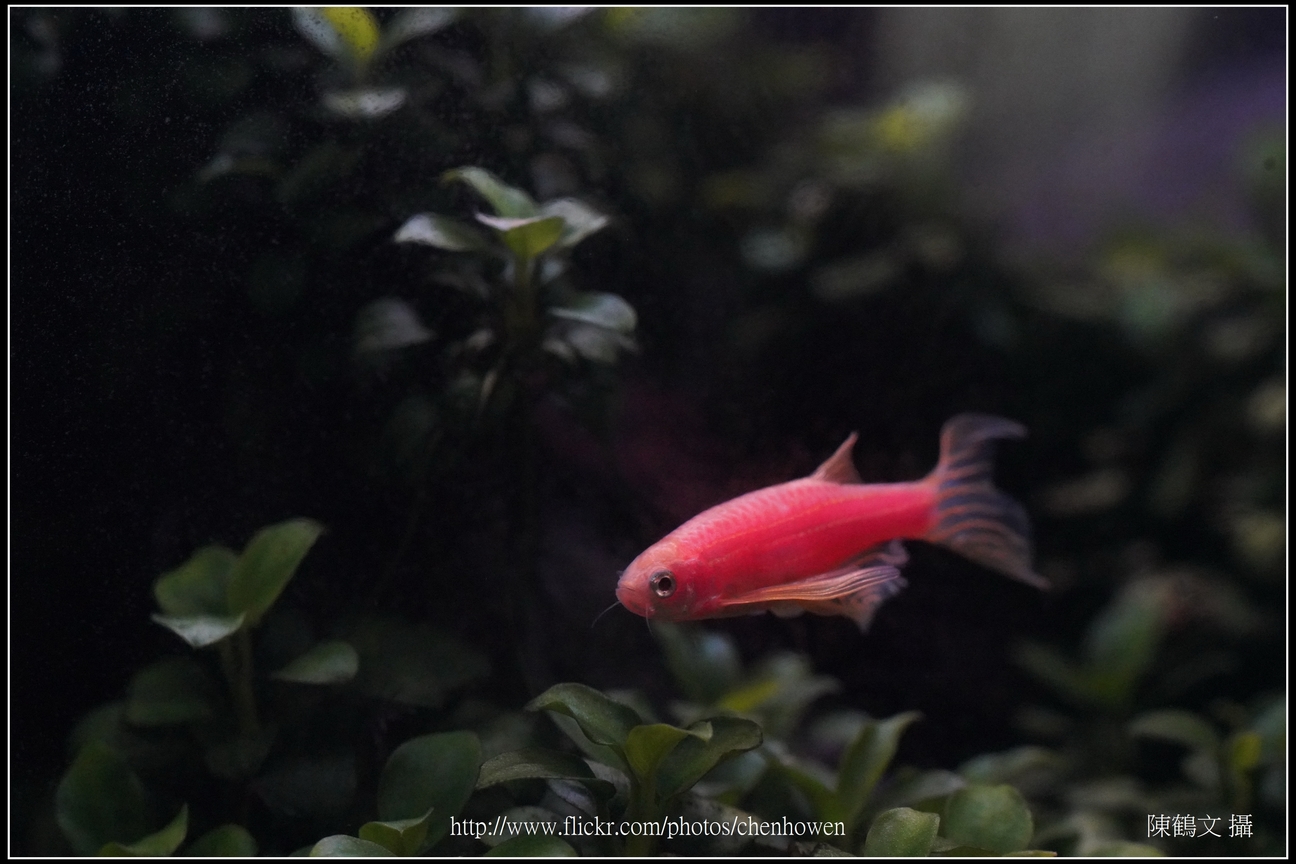 螢光斑馬魚_0271_Fluorescent Zebrafish.jpg