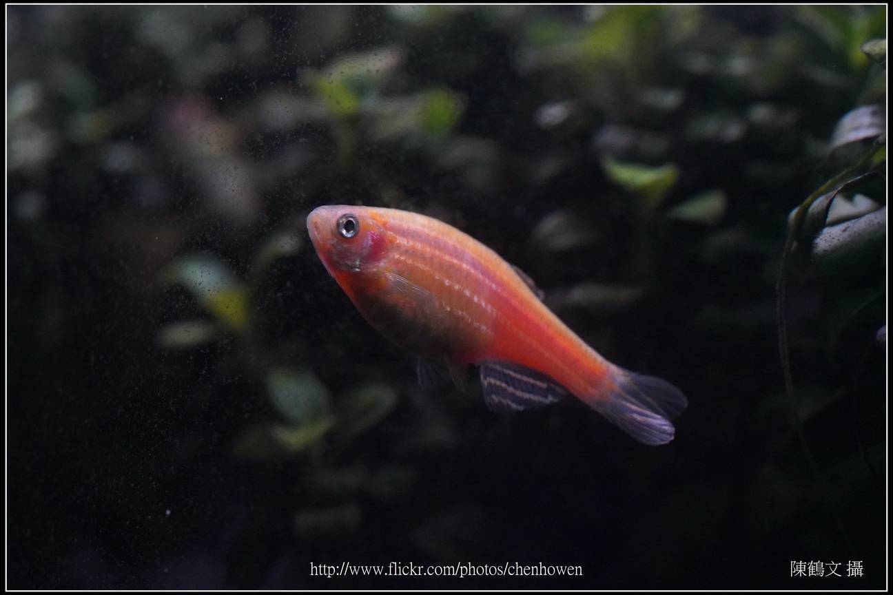 螢光斑馬魚_0268_Fluorescent Zebrafish.jpg