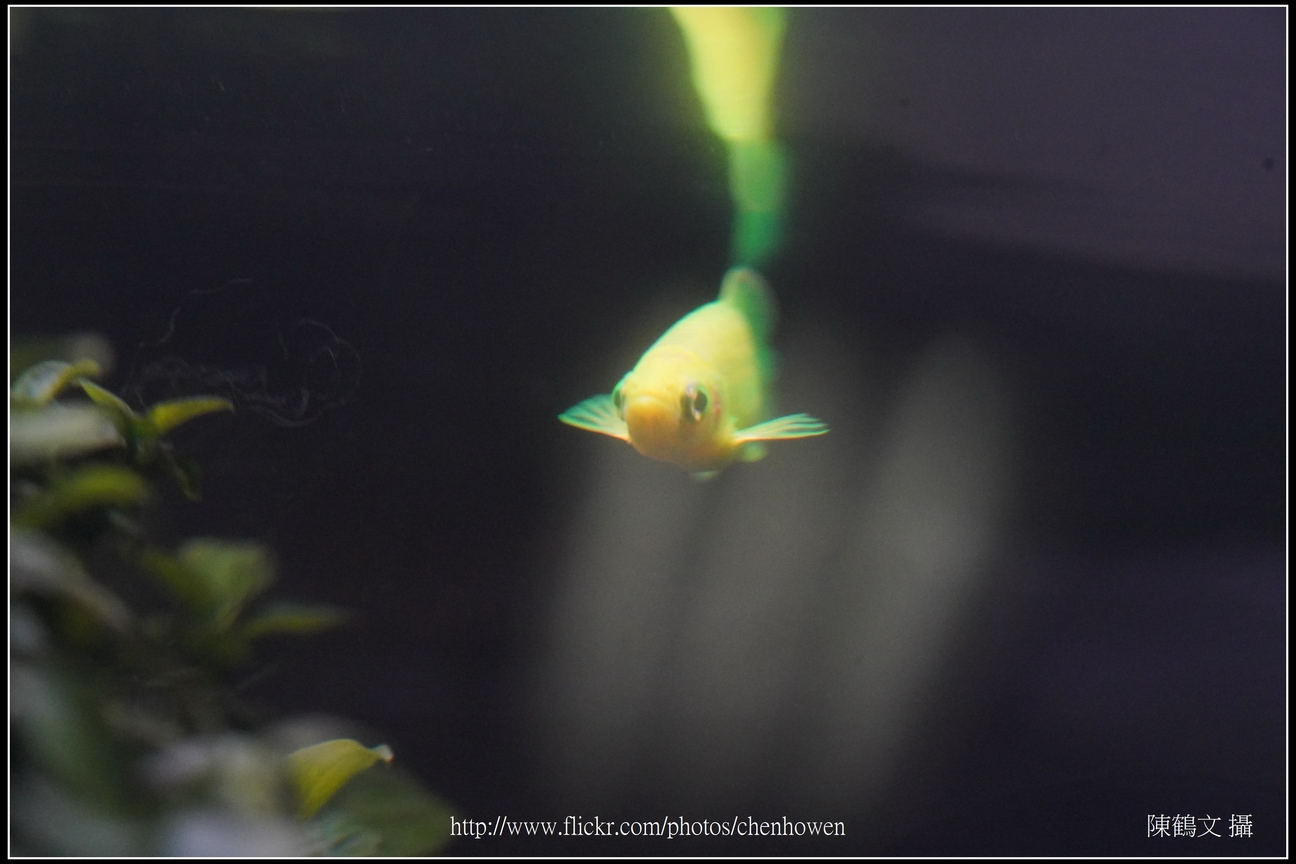 螢光斑馬魚_0267_Fluorescent Zebrafish.jpg