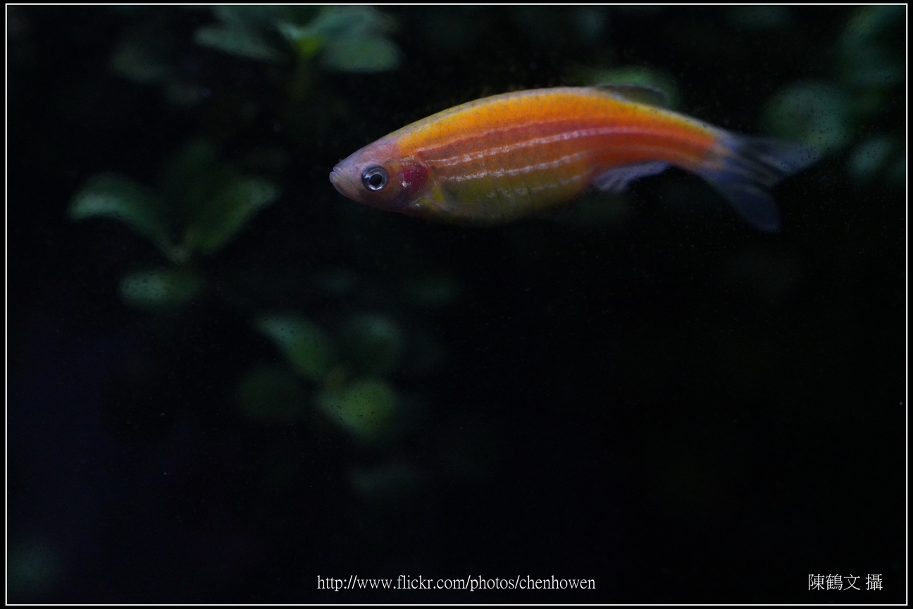 螢光斑馬魚_0261_Fluorescent Zebrafish.jpg