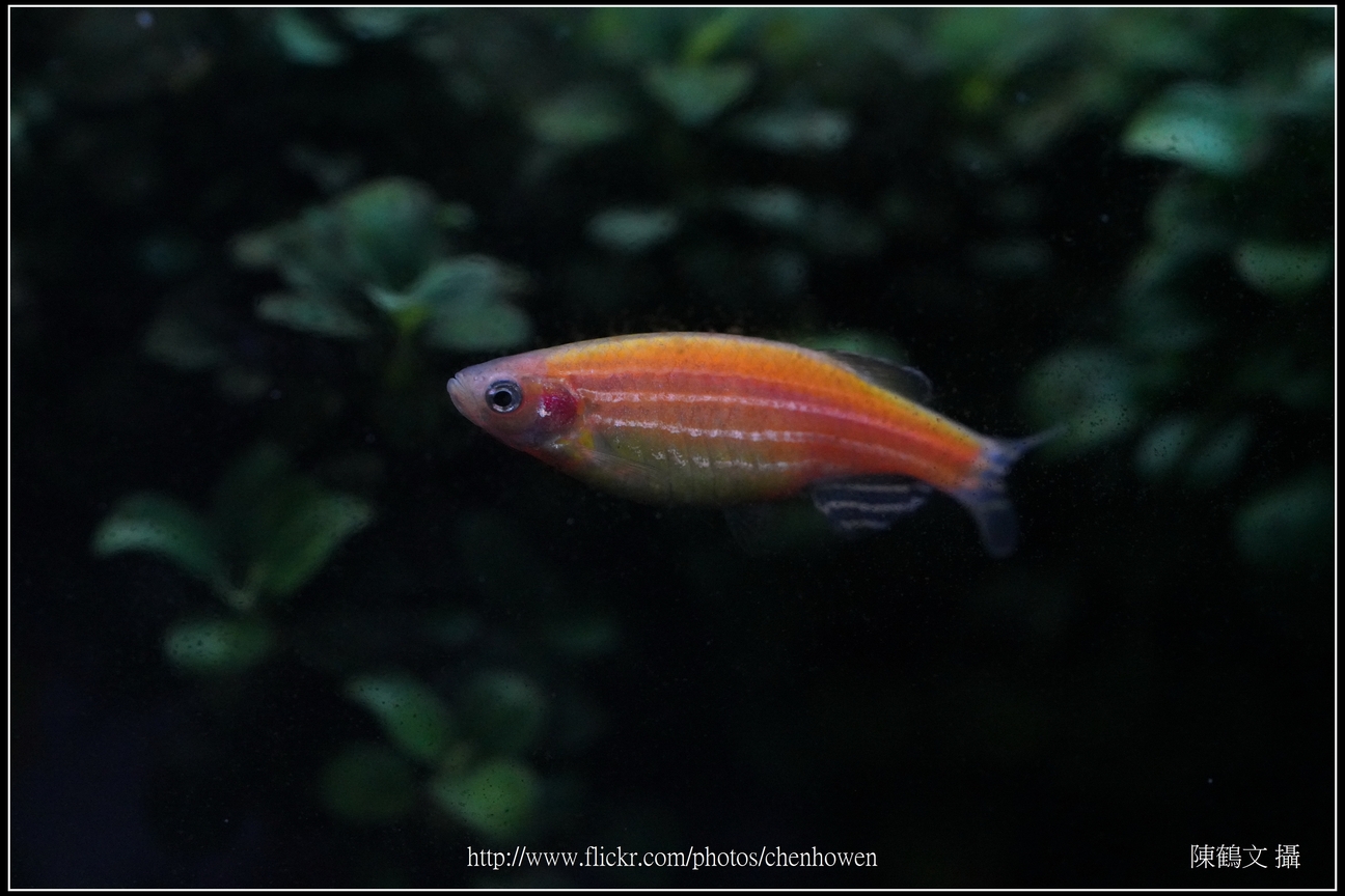 螢光斑馬魚_0260_Fluorescent Zebrafish.jpg