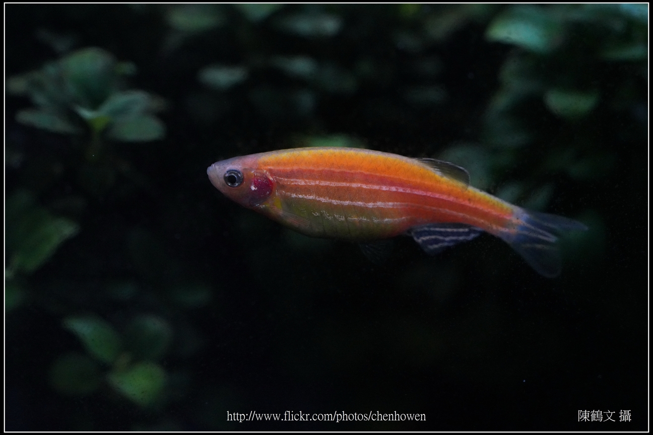 螢光斑馬魚_0262_Fluorescent Zebrafish.jpg