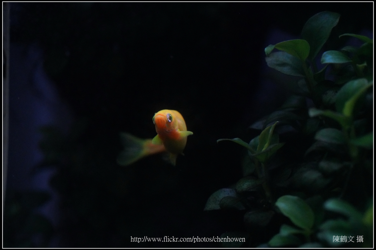 螢光斑馬魚_0281_Fluorescent Zebrafish.jpg