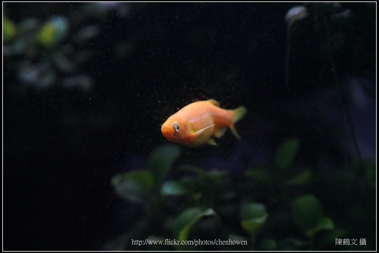 螢光斑馬魚_0280_Fluorescent Zebrafish.jpg