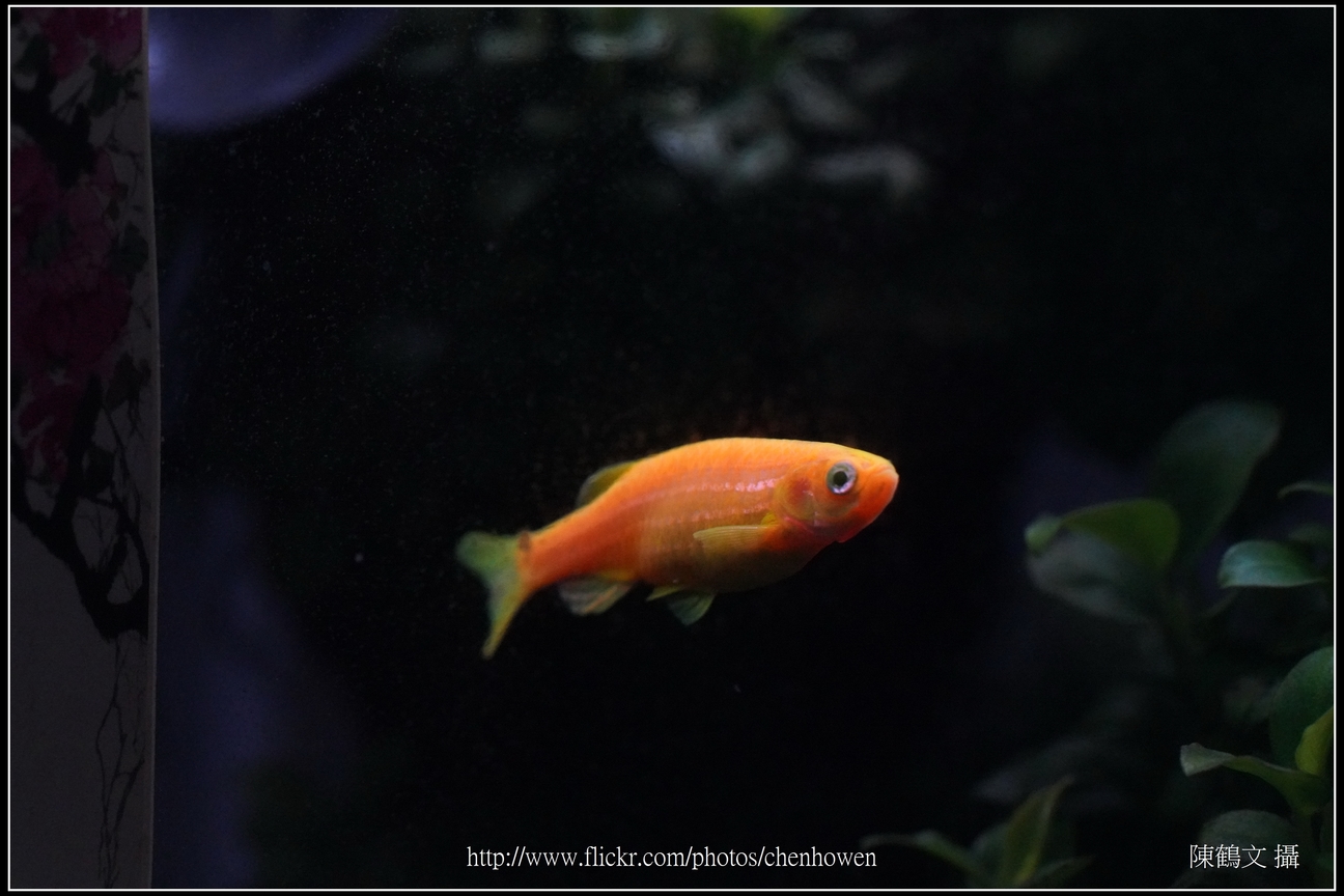 螢光斑馬魚_0283_Fluorescent Zebrafish.jpg