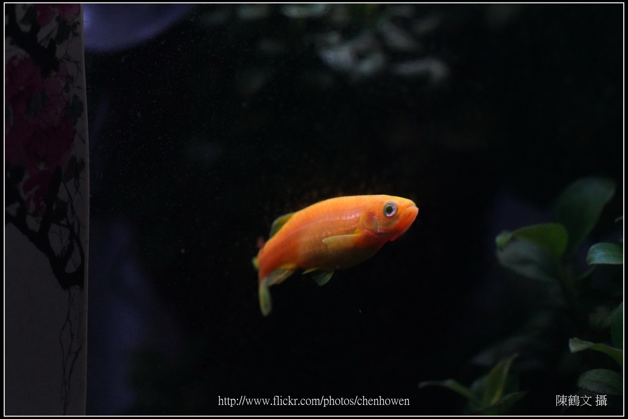 螢光斑馬魚_0282_Fluorescent Zebrafish.jpg