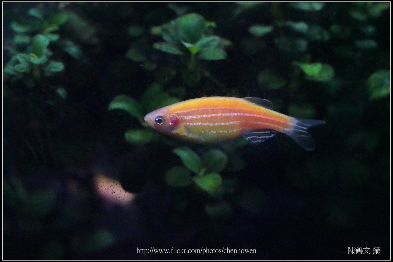 螢光斑馬魚_0337_Fluorescent Zebrafish.jpg