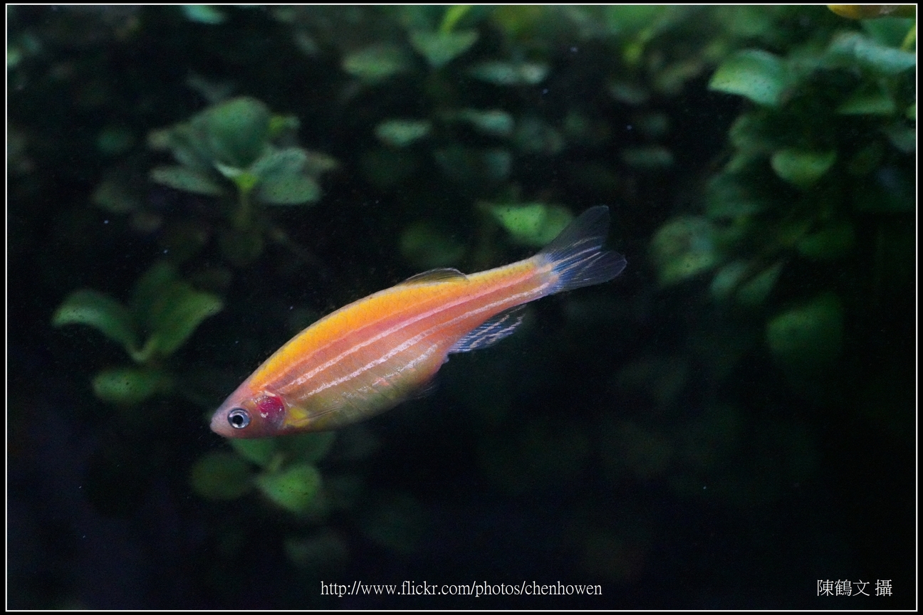 螢光斑馬魚_0338_Fluorescent Zebrafish.jpg